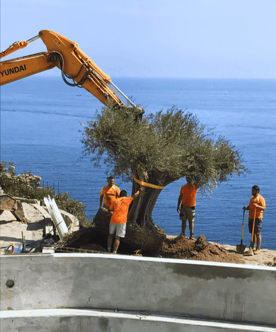 dhondt jardins creation olivier grutage arbres bord de mer equipe