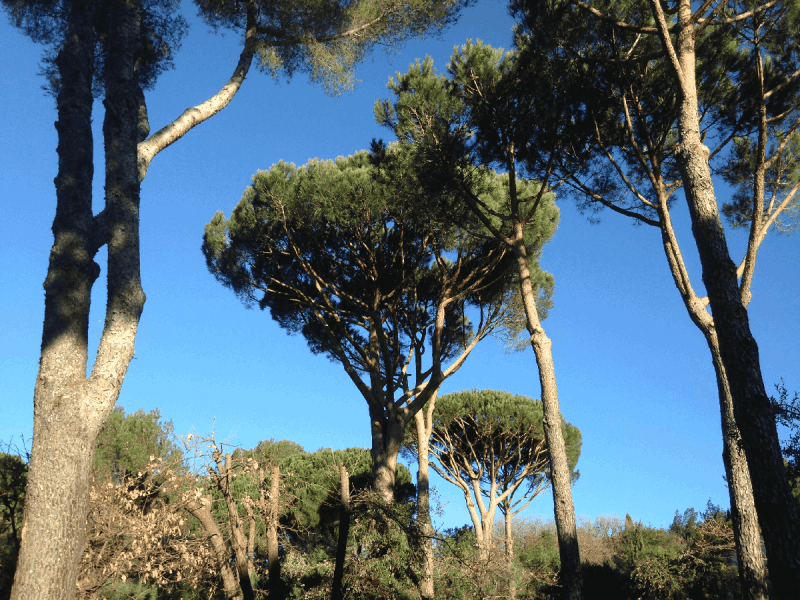 élagage jardinier sainte-maxime golfe saint-tropez